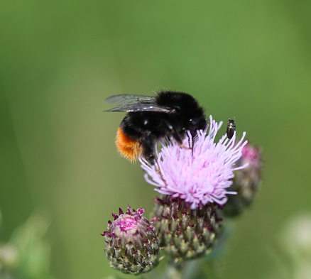 red tailed bumblebee (Bombus lapidarius), collecting nectar from a creeping thistle flower in spring