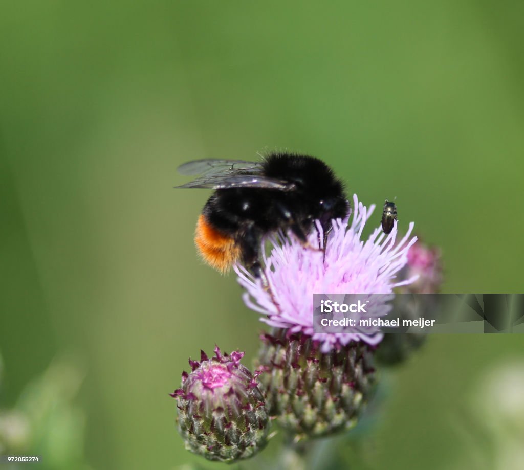 red tailed bumblebee (Bombus lapidarius), collecting nectar from a creeping thistle flower in spring close up of red tailed bumblebee insect on flower Bumblebee Stock Photo
