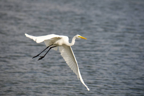 istock egret takes off veli lake 972055390
