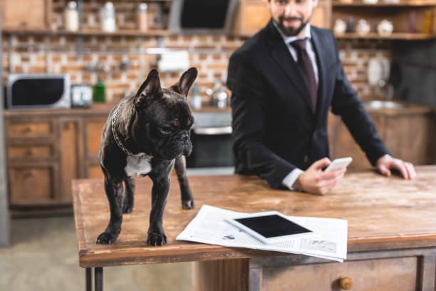 istock loner businessman looking at bulldog on table at kitchen 972063734