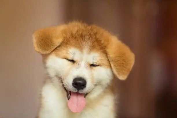 Smiling akita puppy portrait