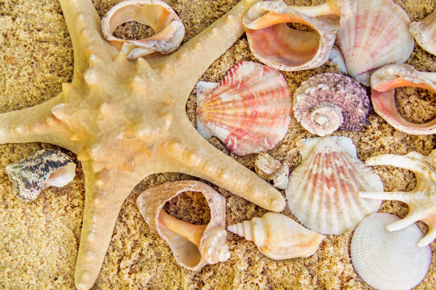 istock Summer beach. Seashell on the sand. 972067336