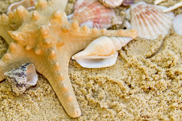istock Summer beach. Seashell on the sand. 972067408