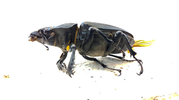 istock beatle cockroach dead poison insecticide for background 972067906