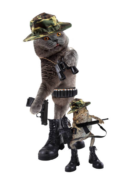 istock Funny army cat and frog 972070924