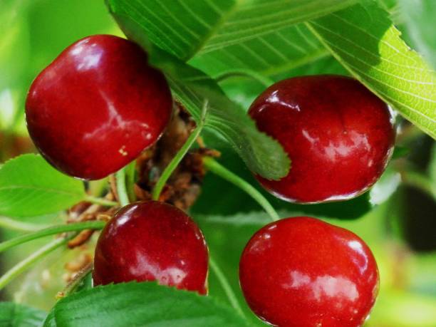 istock red cherries on a tree branch with green leaves 972071266
