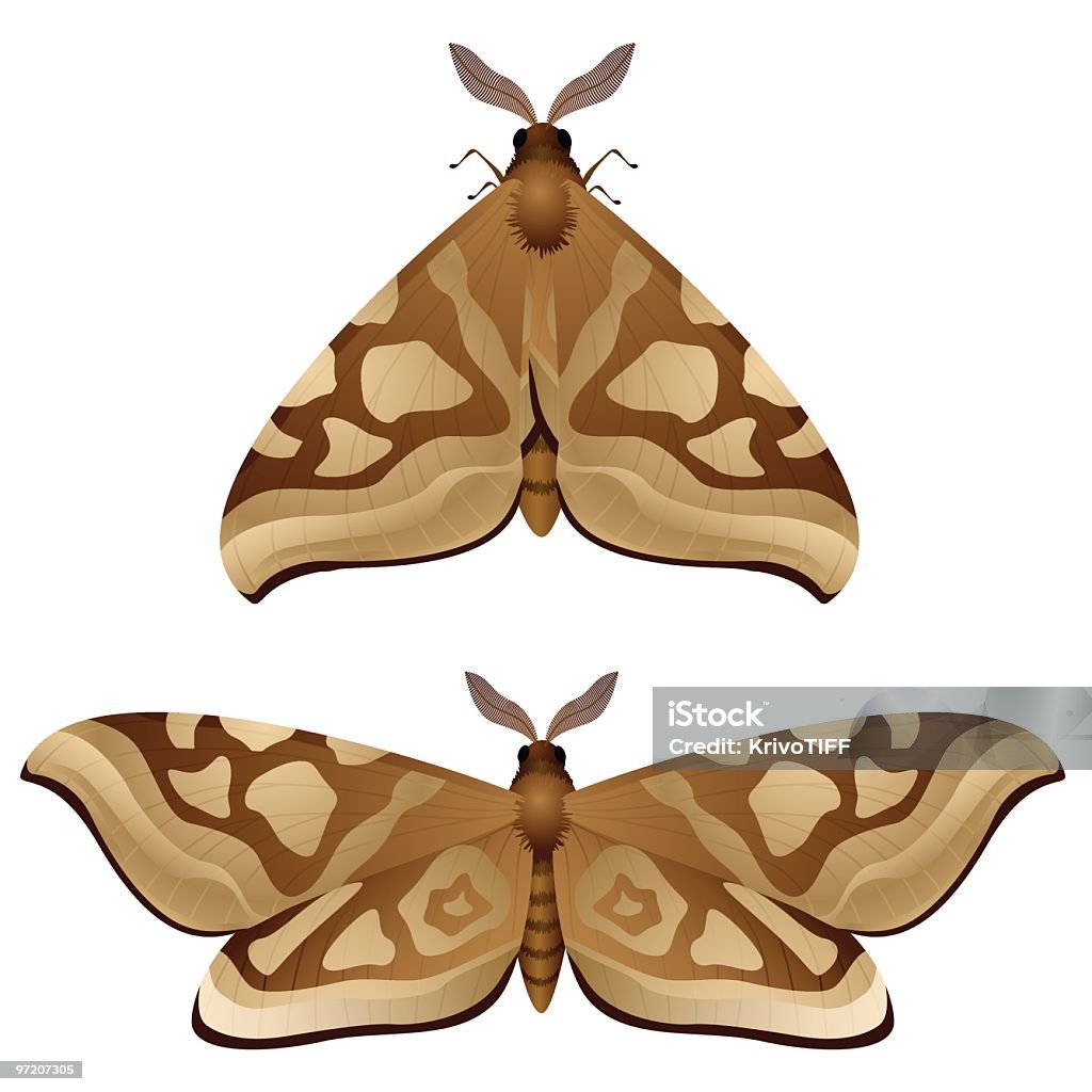 Stock Image Insect Vector Moth Moth Stock Illustration - Download Image Now - Moth, Vector, Butterfly ...