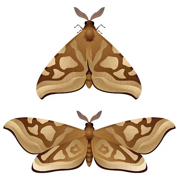 Vector illustration of Moth
