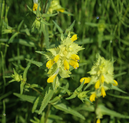 close up of Greater Yellow rattle flower in swamp