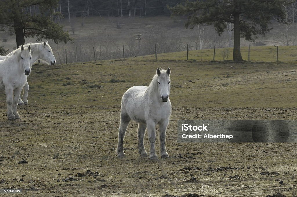 Horse Plow Horses in the pasture. Color Image Stock Photo