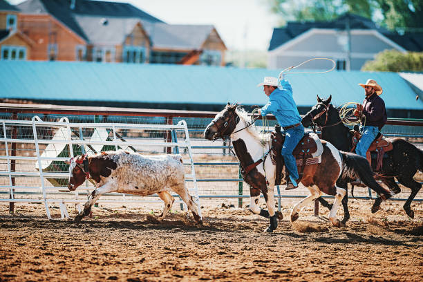 istock Cowboys on horses roping the calf 972083284