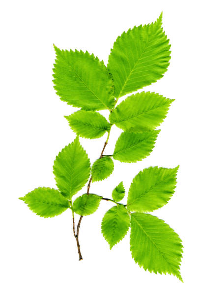 istock Branch with green leaves on a white 972083666