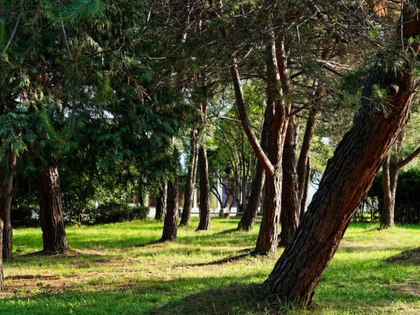 istock Tranquil park in resort district 972083762