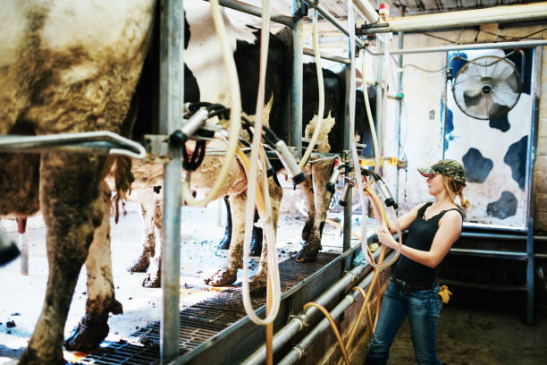 istock Miliking the cows at dairy farm 972089956