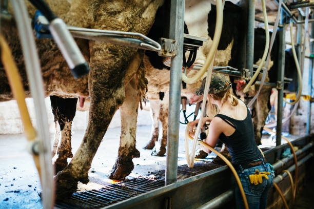 istock Small business in milk production 972089958