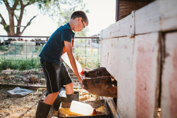 istock Young kid feeding the calf 972092226