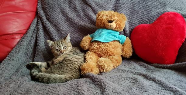 istock Beautiful kitten with toys 972092340