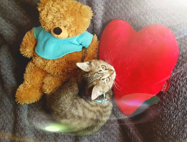 istock Beautiful kitten with toys 972092390