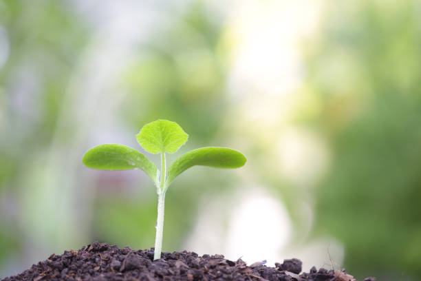 istock Growing green plant 972092830