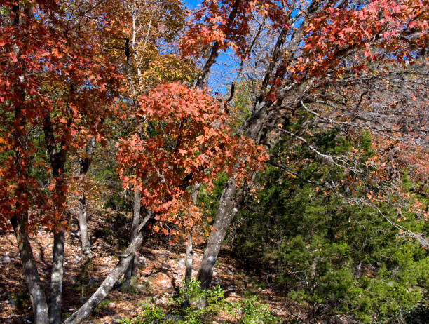 istock Maple Trees along the Hiking Trail 972095378