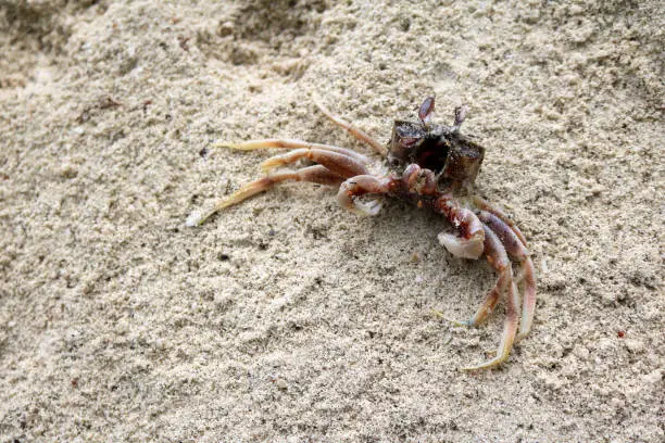 Photo of Dead Sea crab on the beach.