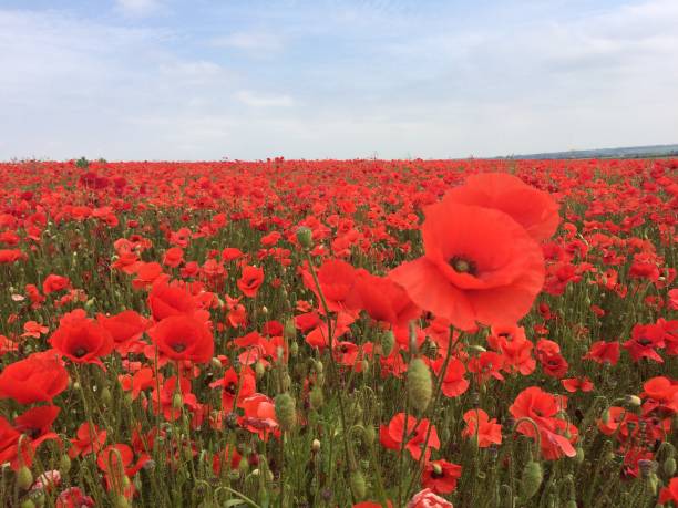 istock Field of poppies 972095490
