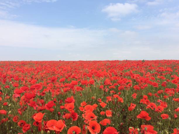 istock Field of poppies 972095492