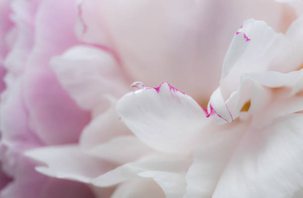 istock druppel op pioenroos blad 972095664