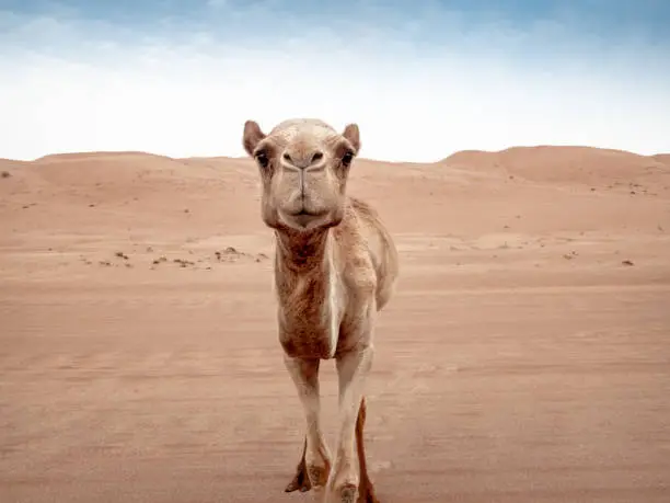 Photo of Closeup of a curious wild camels in the Wahiba Sands desert in Oman