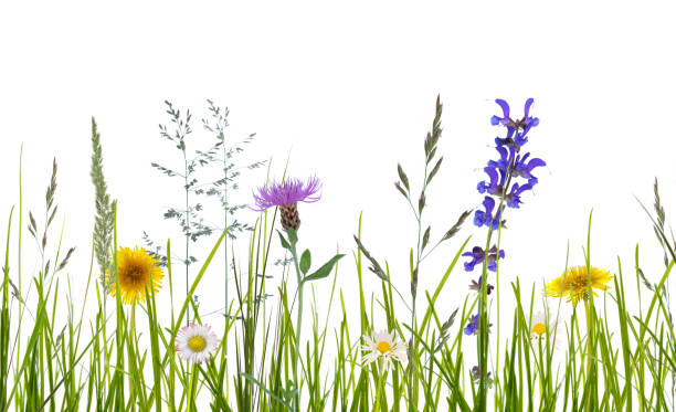 fleurs sauvages sur fond blanc - wildflower flower field meadow photos et images de collection