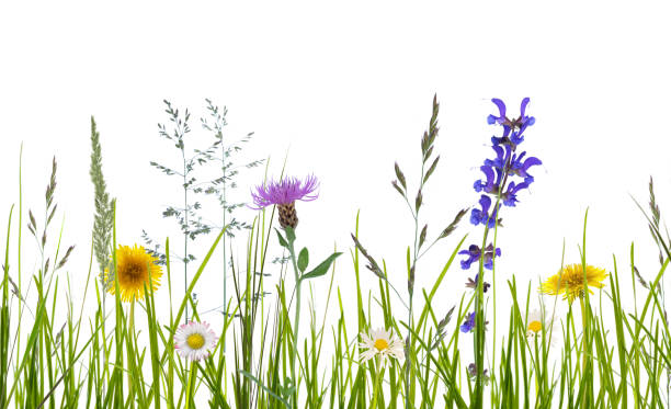 흰색 바탕에 야생 꽃 - meadow 뉴스 사진 이미지