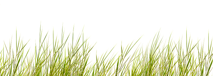 hojas de hierba aislado sobre fondo blanco photo