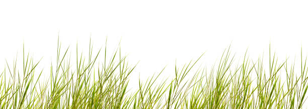 Photo of isolated grass blades on white background