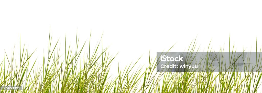 isolated grass blades on white background Cut Out Stock Photo