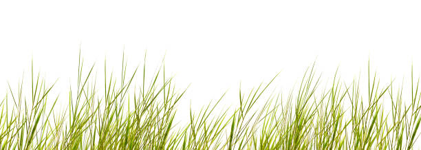 isolated grass blades on white background isolated grass blades on white background marram grass stock pictures, royalty-free photos & images