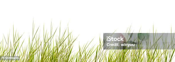 Isolated Grass Blades On White Background Stock Photo - Download Image Now - Cut Out, Grass, Marram Grass