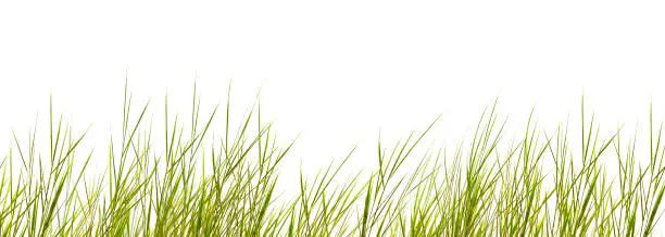 isolated grass blades on white background