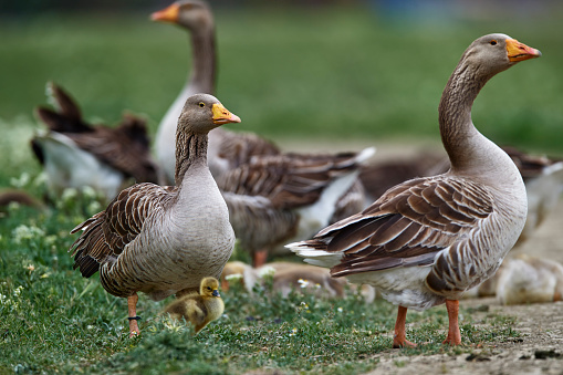 horizontal shot of goose in nature in summer day, animals in nature background.