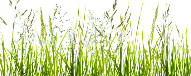 grass blades o white background - blade of grass grass isolated white imagens e fotografias de stock