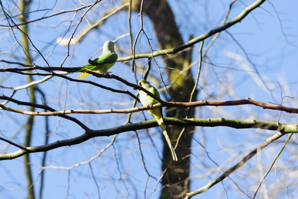istock halsbandparkiet in het amsterdamse bos 972099140