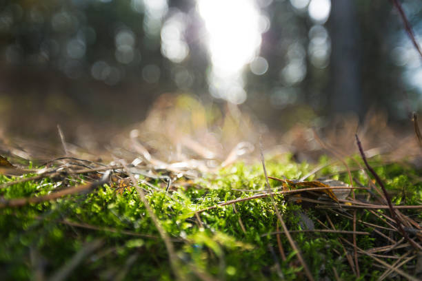 istock Nature grass gree and plant 972102104