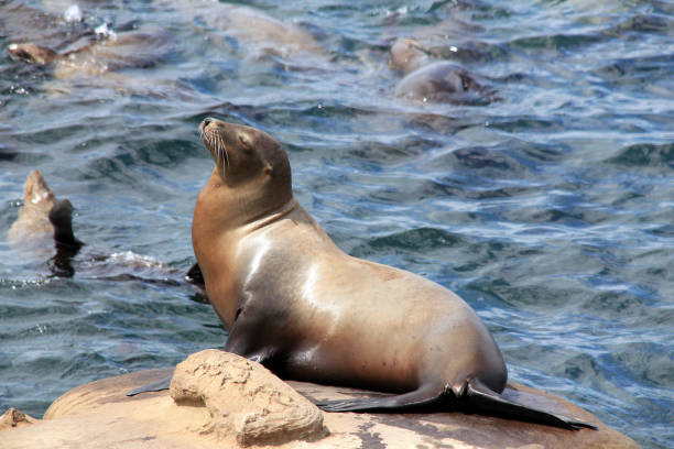 istock California Sea Lion 972121862