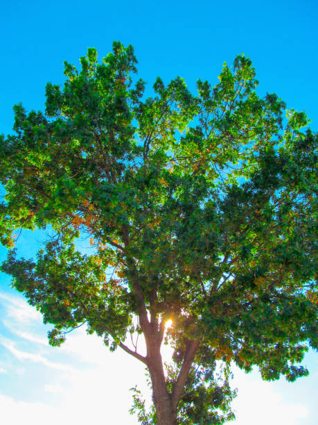 istock Green oak tree on clear blue sky background. 972126224