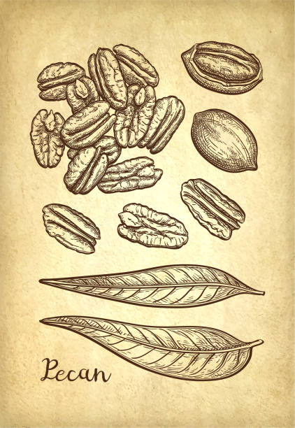 ピーカン インク スケッチ - pecan nut hickory tree food and drink点のイラスト素材／クリップアート素材／マンガ素材／アイコン素材