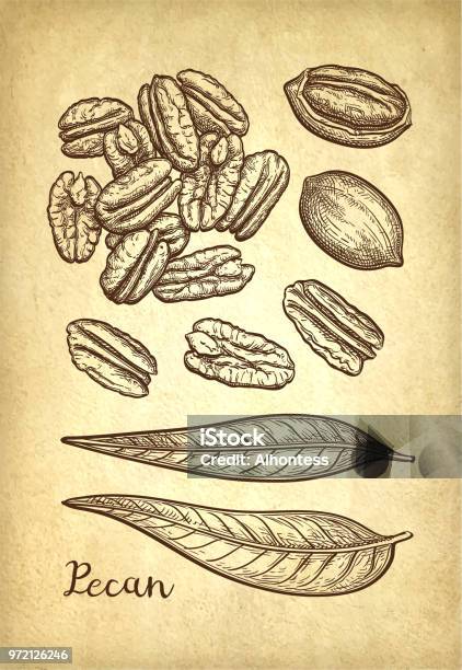 Pecan Ink Sketch Stock Illustration - Download Image Now - Pecan, Botany, Collection