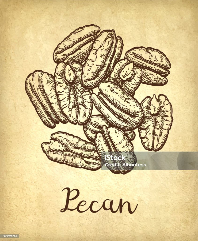 Pecan ink sketch Handful of pecans. Vector illustration of nuts isolated on white background. Vintage style. Collection stock vector