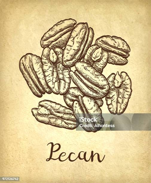 Pecan Ink Sketch Stock Illustration - Download Image Now - Collection, Dieting, Doodle