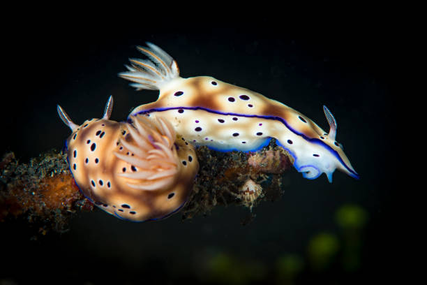 istock Hypselodoris Tryoni nudibranchs, two colour versions 972131582
