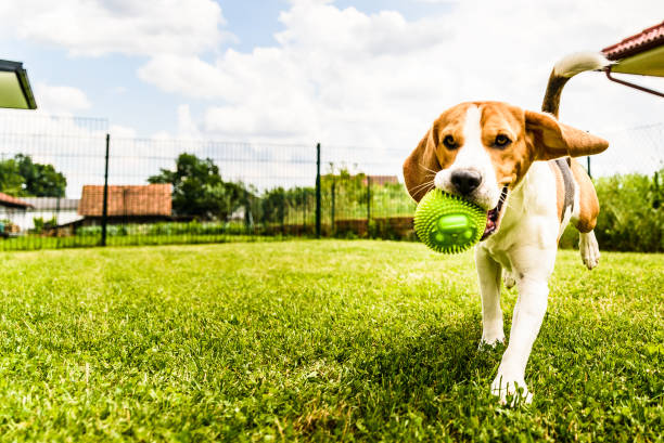 Beagle dog running Beagle dog on a grass running through garden next to white house blue beagle stock pictures, royalty-free photos & images