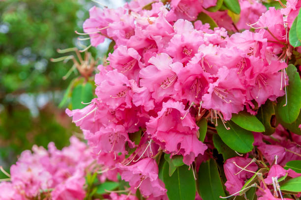 floración de hermosas flores color de rosa en un arbusto - leaf rhododendron summer spring fotografías e imágenes de stock